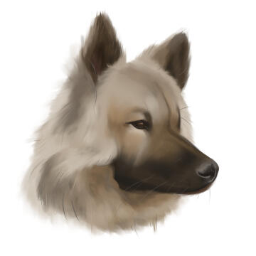 Portrait d'un chien eurasier au pelage de couleur taupe, son museau est noir. Sa tête est tournée vers la droite. Le style est réaliste, et renvoie bien l'aspect fluffy du pelage.